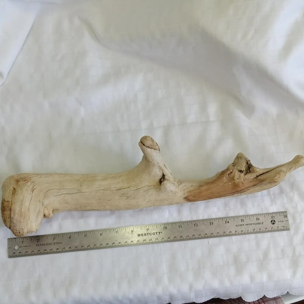 No1 Hand-collected driftwood, cleaned for terrariums or aquariums or craft